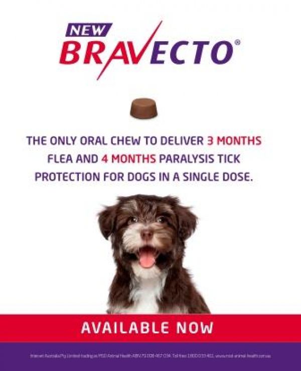 Bravecto dog web format